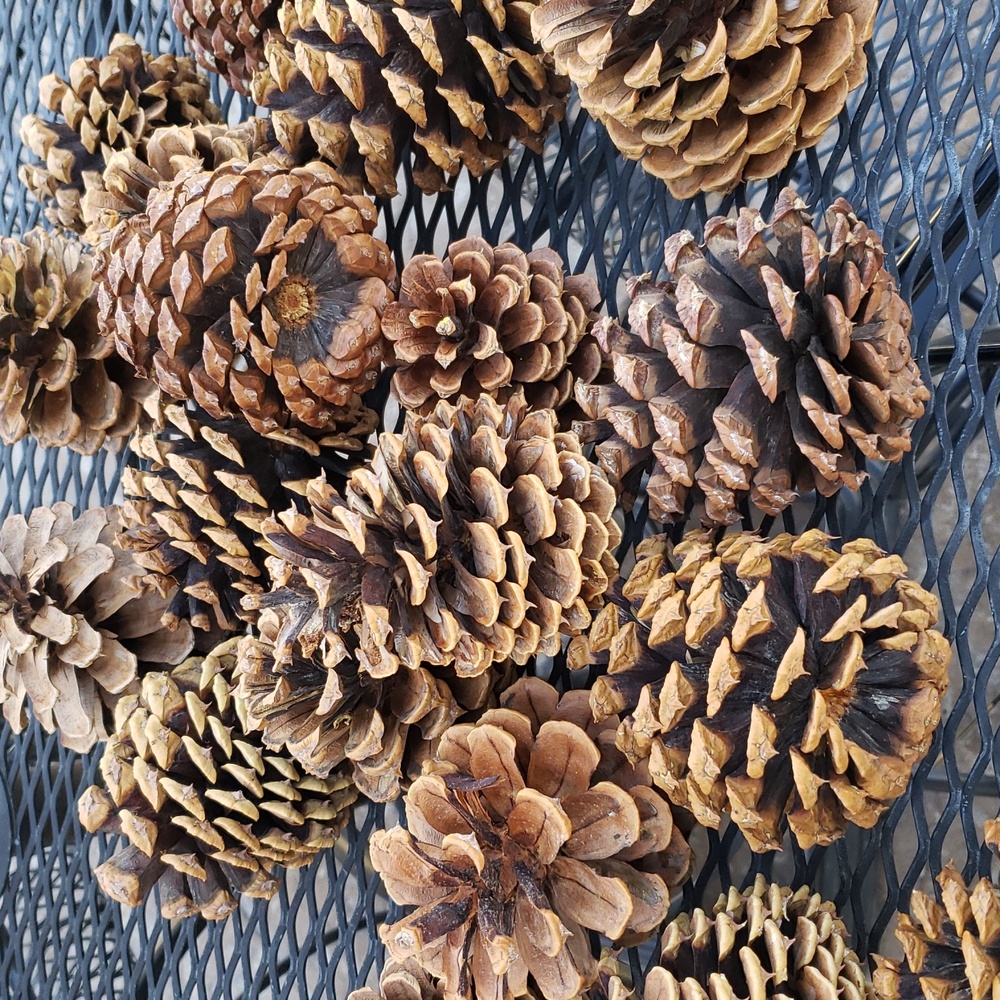 Natural Pinecone Bundle